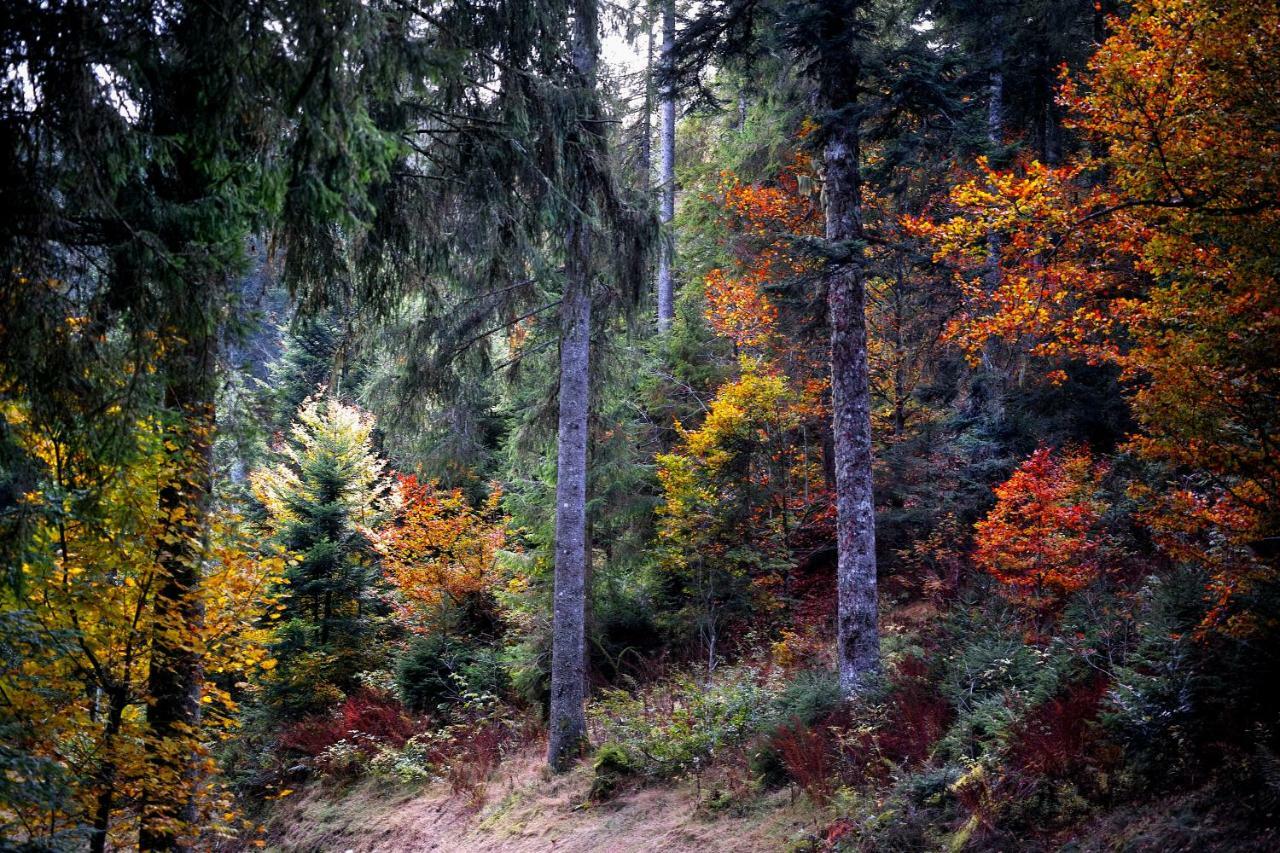 C3 Albmatte-Fewo Sauna, Hallenbad Aussenbecken Massagen Nebenan St. Blasien Bagian luar foto