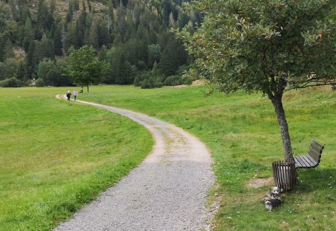C3 Albmatte-Fewo Sauna, Hallenbad Aussenbecken Massagen Nebenan St. Blasien Bagian luar foto